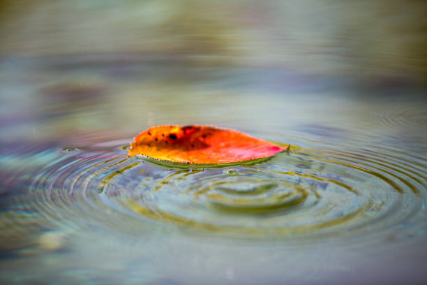 istock autumn of Korea 872242500
