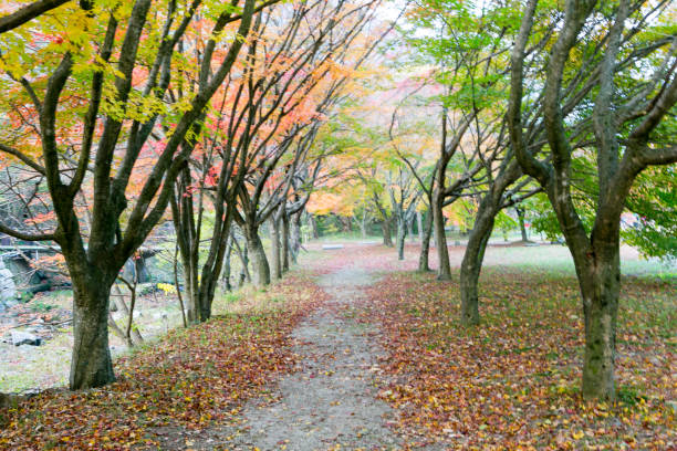 istock autumn of Korea 872242776