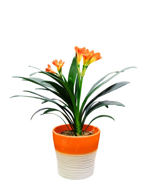 실내 꽃 clivia - kaffir lily 뉴스 사진 이미지