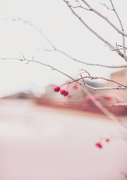 Winter background with hawthorn berries on bare branches
