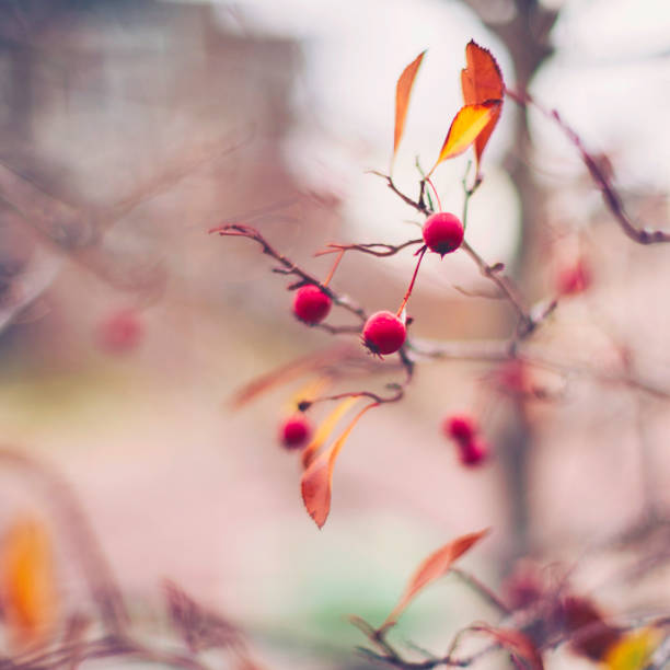 Winter background with hawthorn berries on bare branches
