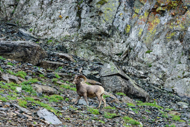 istock Bighorn sheep in rocky mountainous terrain 872246586