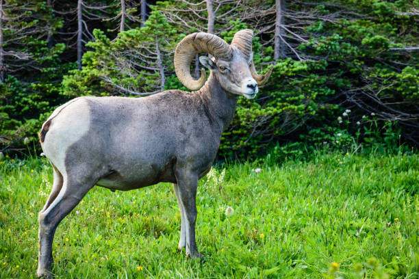 istock Bighorn sheep in grassy meadow 872246678