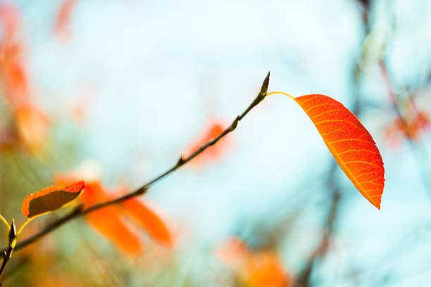 nu des branches d’arbres avec bourgeons & feuilles orange avec joli bokeh fond - bare tree photos photos et images de collection