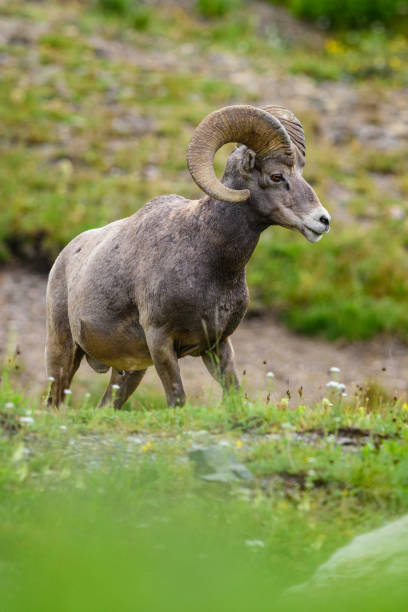 istock Bighorn sheep on hillside 872247464