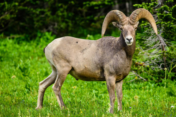 istock Bighorn sheep looking at camera 872249358