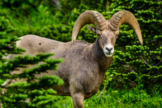 istock Bighorn sheep among trees 872249452