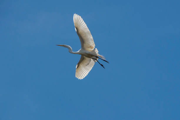 istock Great Egret in Mid-Flight Over Elhorn Slough Nesting Area 872250344