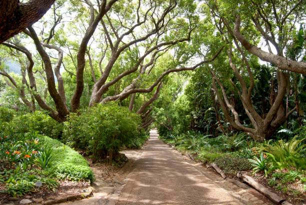 istock Garden Walkway Lined with Trees and Plants on  Sunny Day 872250842