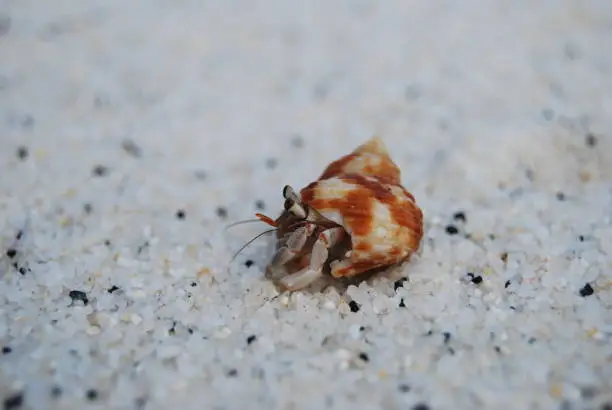 Hermit crab in the shell. Crawling on the sand on the beach.