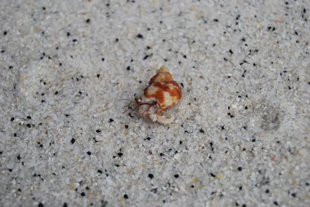 Hermit crab in the shell. Crawling on the sand on the beach.