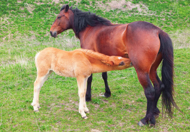istock two brown horses mother and child 872254706
