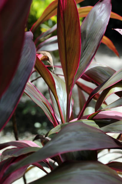 istock Tropical plant in Boracay. Close up 872254712