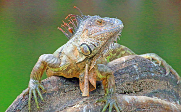 istock Iguana in the wild 872254770