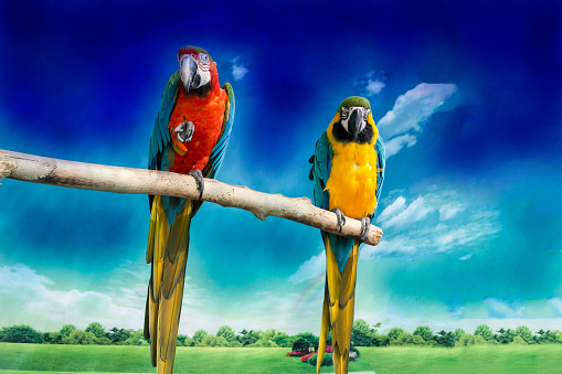 Two parrots telling secrets