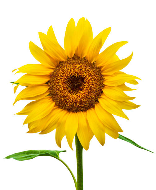 Sunflower isolated Sunflower isolated helianthus stock pictures, royalty-free photos & images