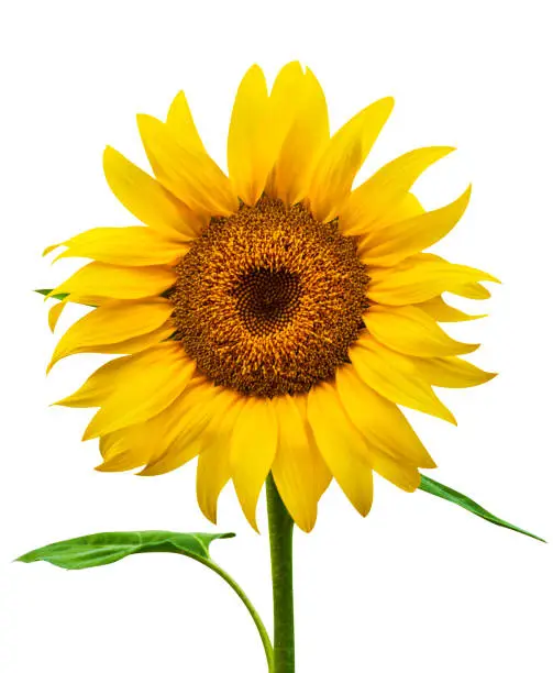 Sunflower isolated