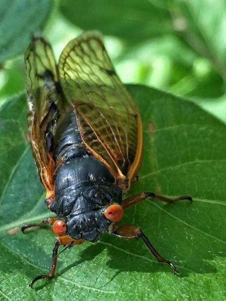 istock Large black cicada with orange eyes stands on a green leaf 872270366