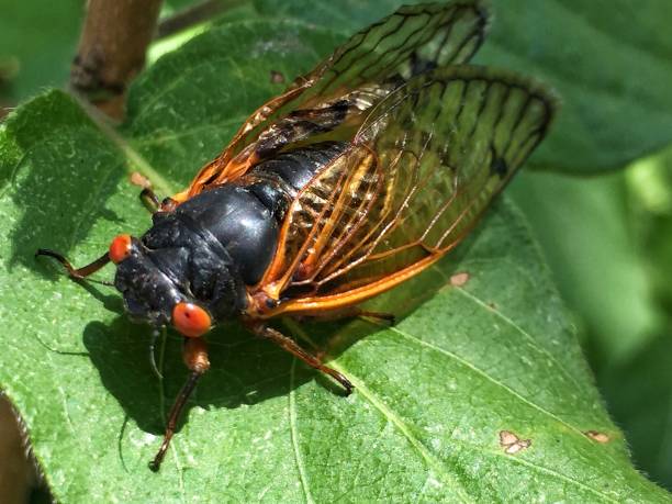 istock Large black cicada with orange eyes stands on a green leaf 872270372