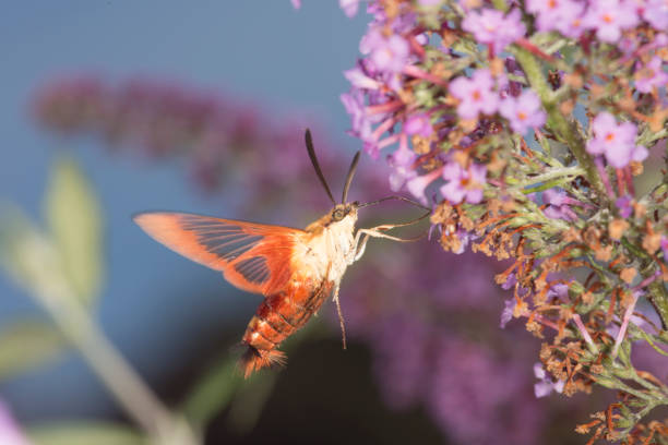 istock Hummingbird clearwing hawk moth hovering near butterfly bush flowers, Connecticut. 872270908