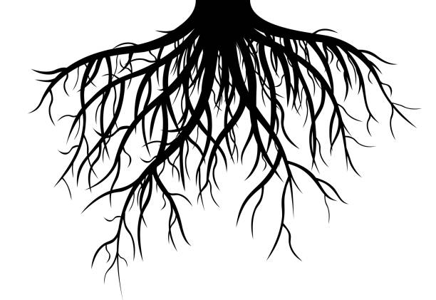 Deep Roots Cartoon 670+ Deep Roots Stock Illustrations, Royalty-Free Vector Graphics ...