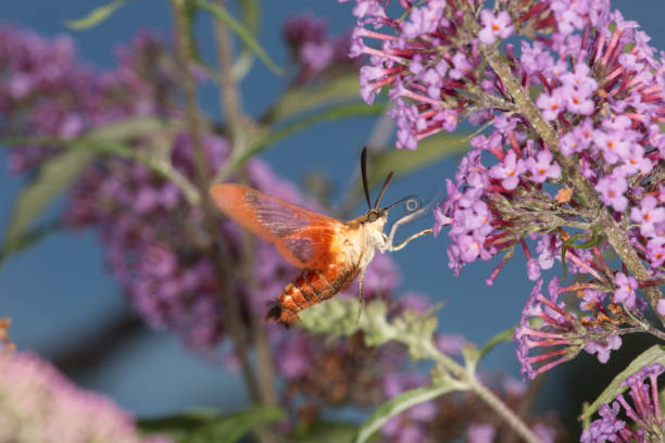 istock Hummingbird clearwing hawk moth hovering near butterfly bush flowers, Connecticut. 872271414