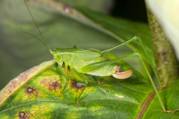 istock Fork tailed bush katydid nymph on milkweed leaf in Connecticut. 872271556
