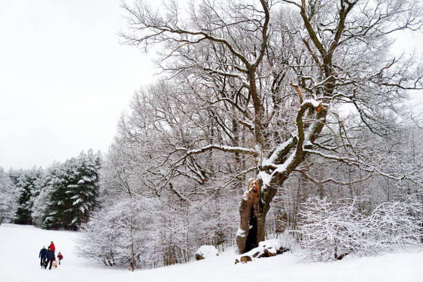 istock Bright sunny pine forest covered with snow in winter 872274152