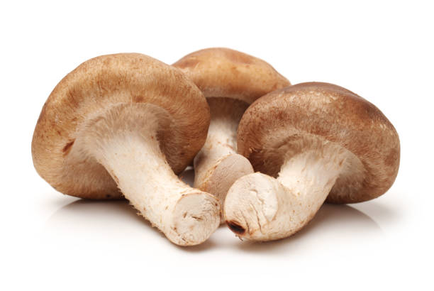 istock shiitake mushrooms isolated on a white background 872278002