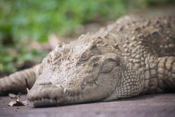 Freshwater crocodile , skin is white , nearly extinct , found in Southeast Asia