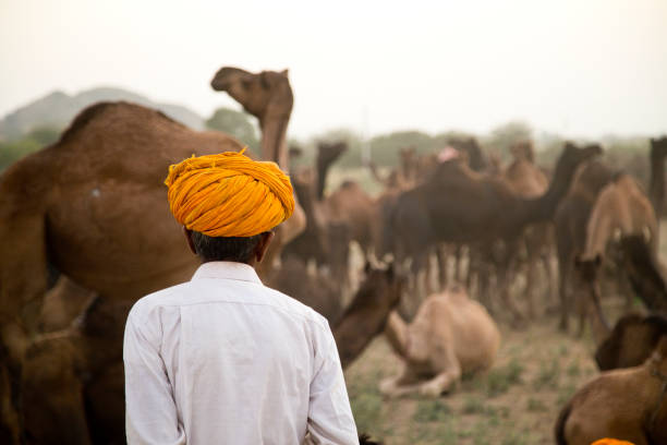 верблюд с верблюдами в пушкарске - business traditional culture journey india стоковые фото и изображения