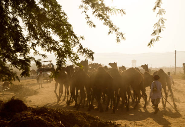chamelier avec chameaux à pushkar - business traditional culture journey india photos et images de collection