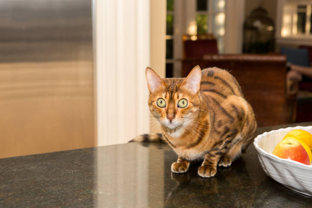 Bengal Cat on Kitchen Counter stock photo