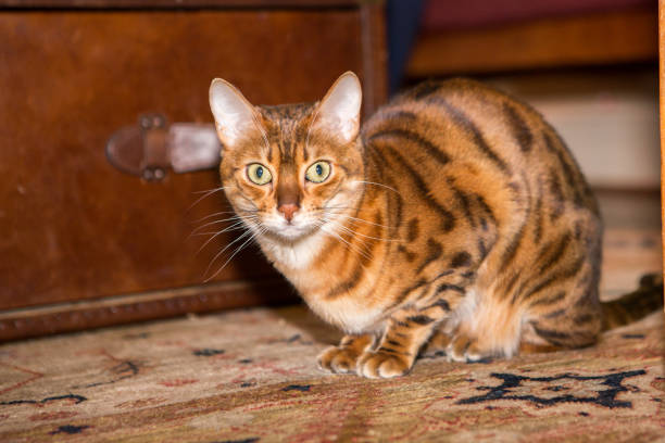 Close up of Bengal Cat stock photo