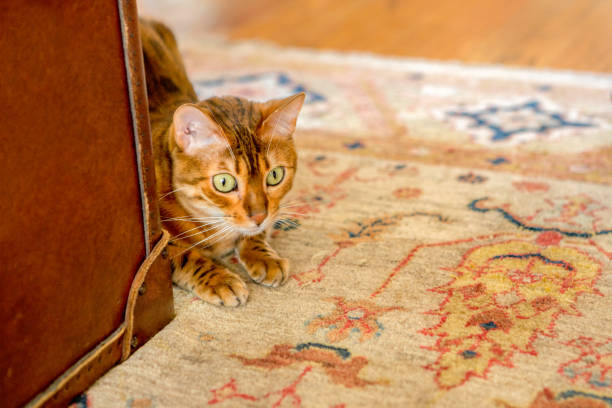 Bengal Cat Crouching Ready to Pounce stock photo