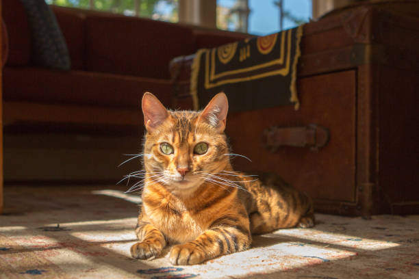 Bengal Cat lying on Rug stock photo