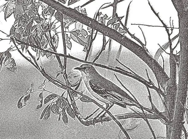 Vector illustration of Tropical Kingbird. Flycatcher. Puerto Morelos, Mexico.