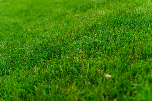 istock Background of the green grass. Selective focus 872288590