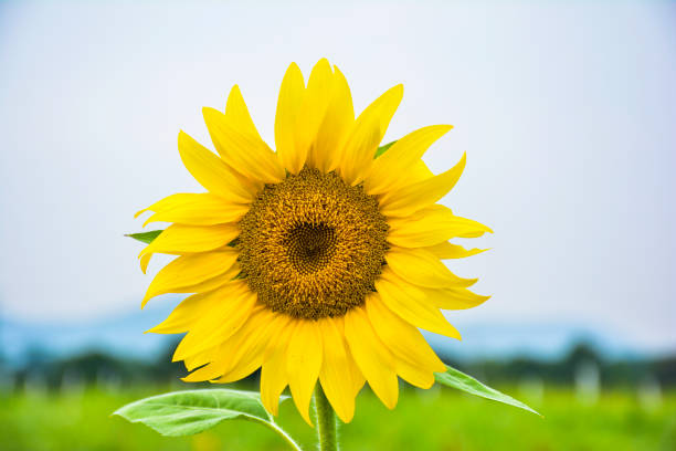 istock Beautiful Sunflower in garden 872291970