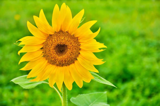istock Beautiful Sunflower in garden 872291986