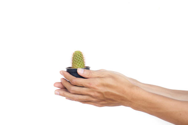 Hand holding green cactus isolated on white background.