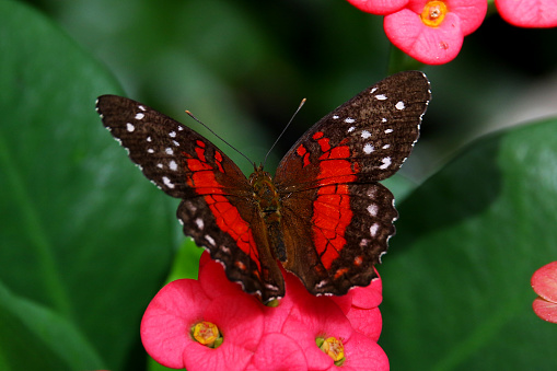 Butterfly brown peacock or scarlet peacock Male Anartia amathea feeding on Flower