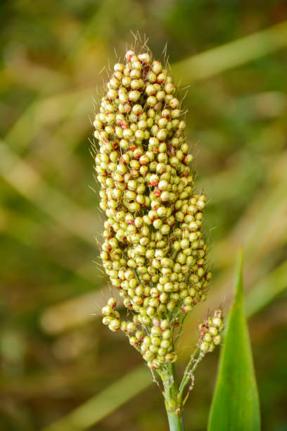 istock Millet in agriculture field 872302196