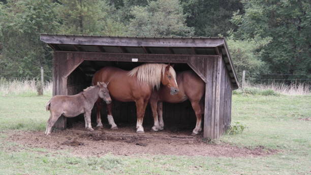 istock Two horses and a mule gather under wooden shelter. 872302346