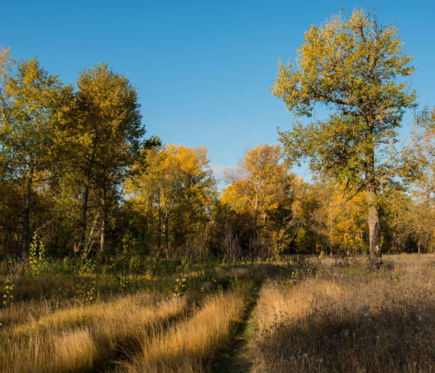istock car track in dry grass autumn deciduous forest 872309206