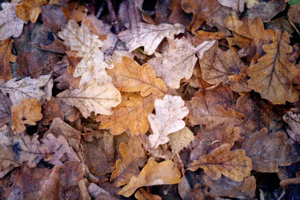 Photo of different autumn beautiful leaves fallen on the ground