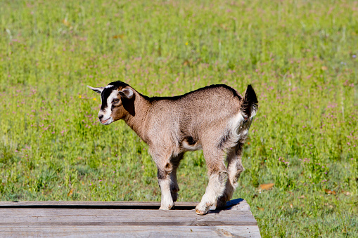 Young beige goat kid standing on wooden platform in grassy paddock