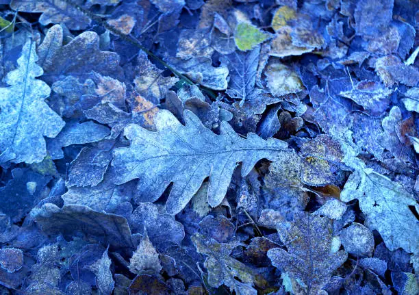 Photo of different autumn beautiful leaves fallen on the ground