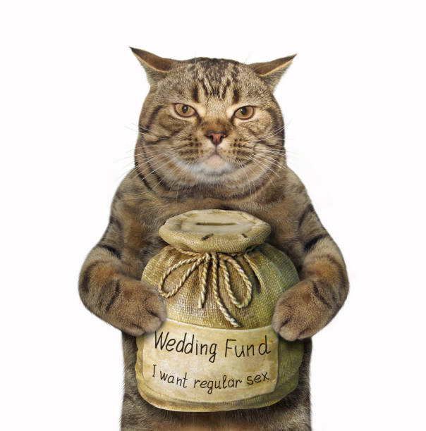istock Cat with a money box for wedding 872320168