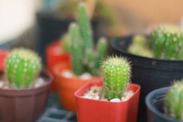 istock Cactus in small flowerpots with blur background. 872327532